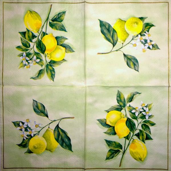 008 Lemons,  Oranges - 3-ply (weiß) - Ihr